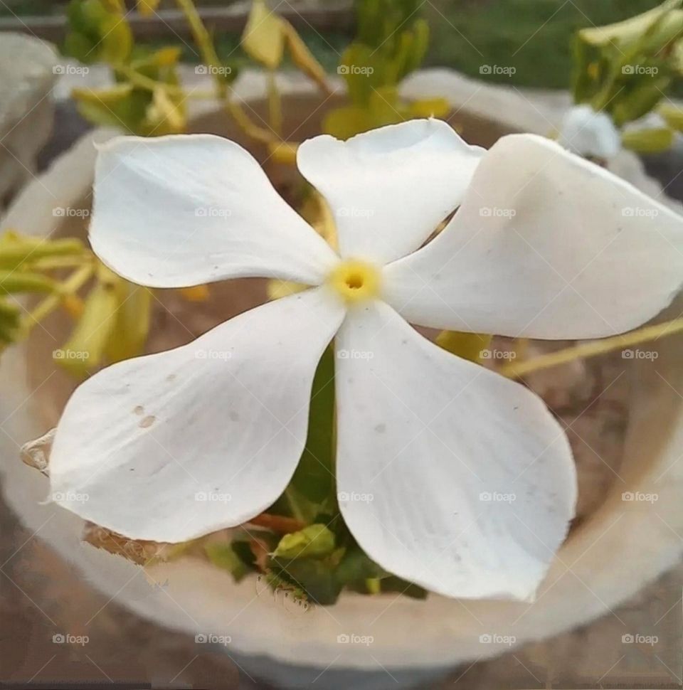 most beautiful and attractive white flowers.