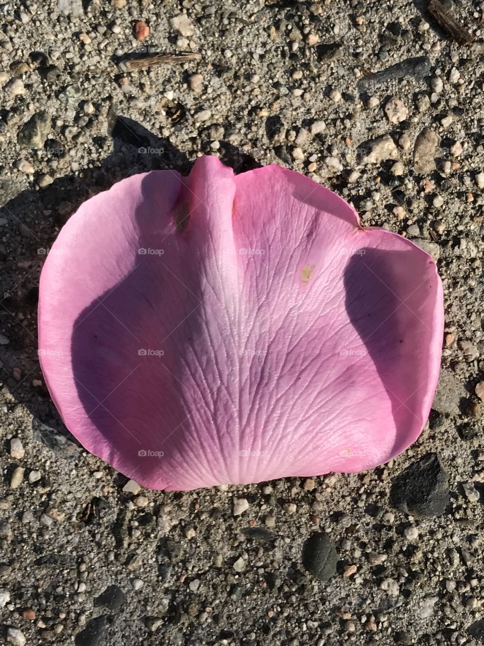 Petal on concrete