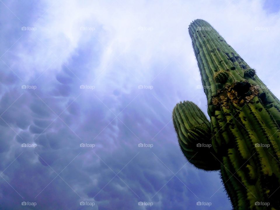 cool saguaro shot