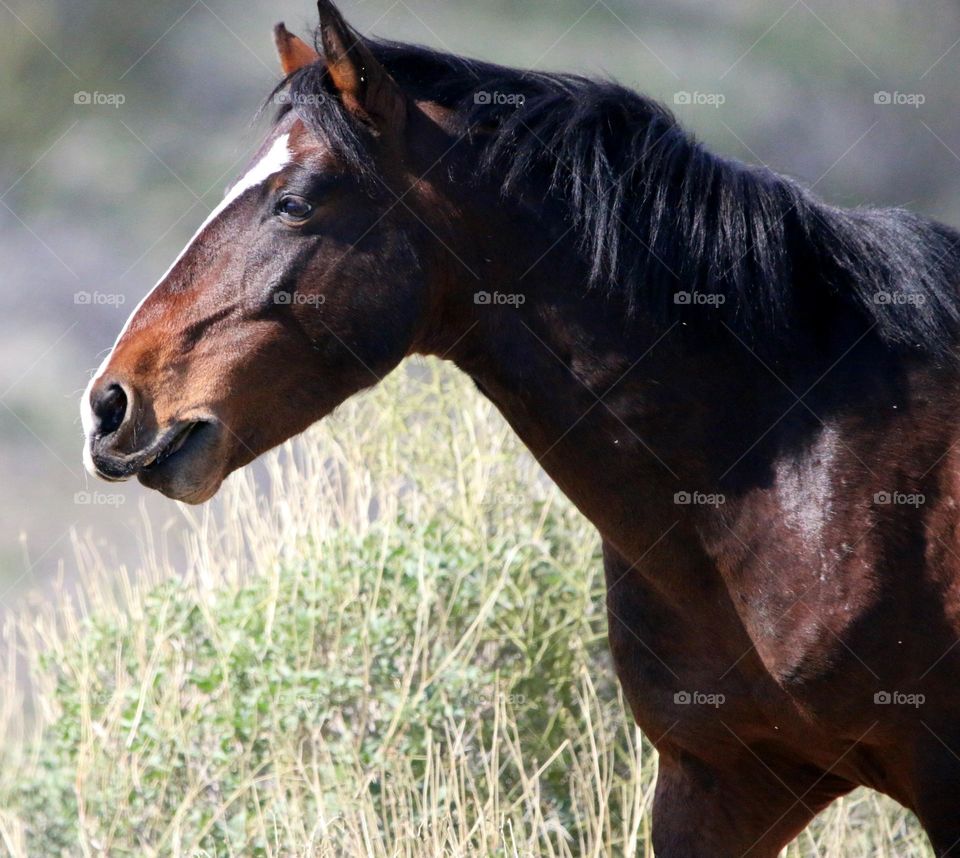 Wild Stallion in the Desert