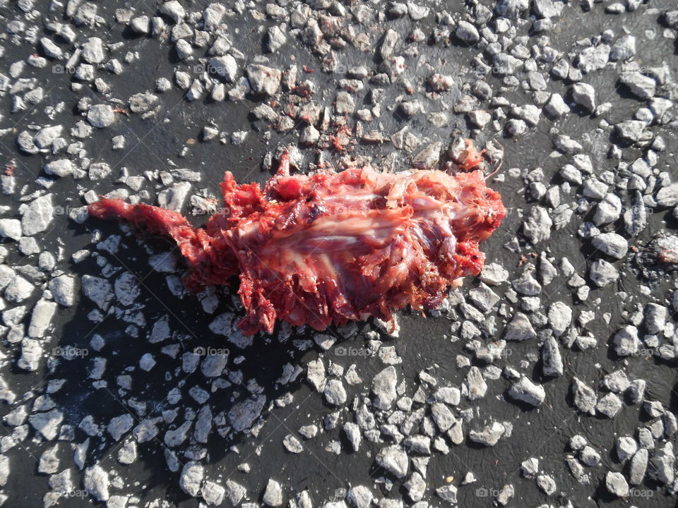 road kill. This used to be a Texas armadillo but it was ran over  by a car 🚗