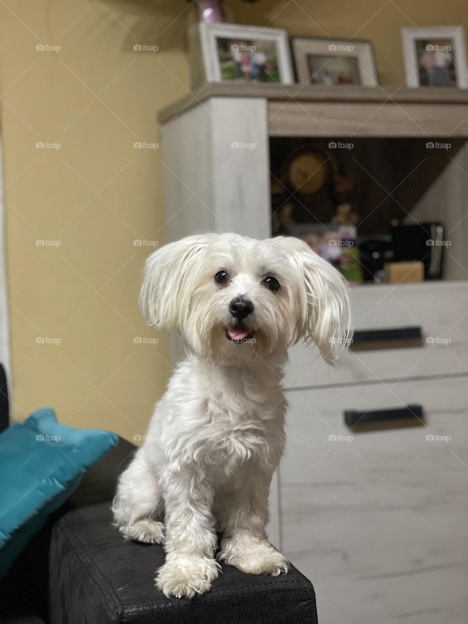 Maltese