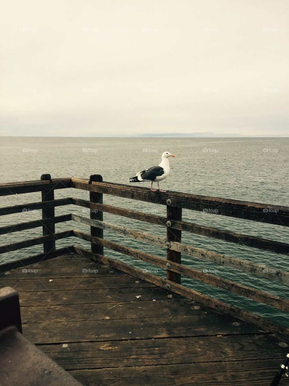 Seagull by the Sea 