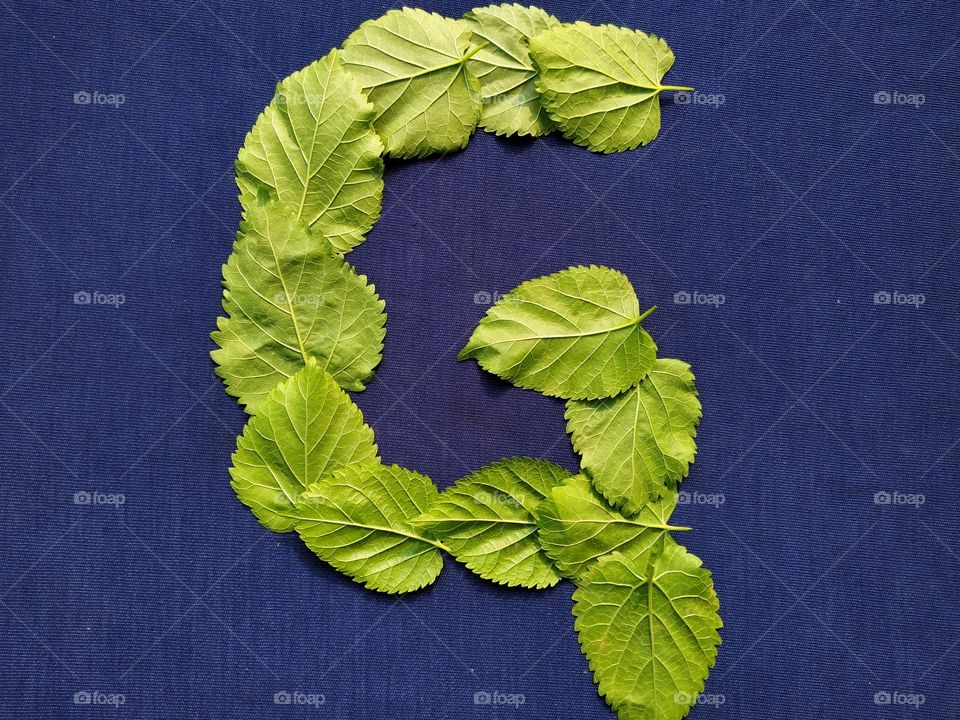 Letter G alphabet made with mulberry Tree Green leaf over blue background