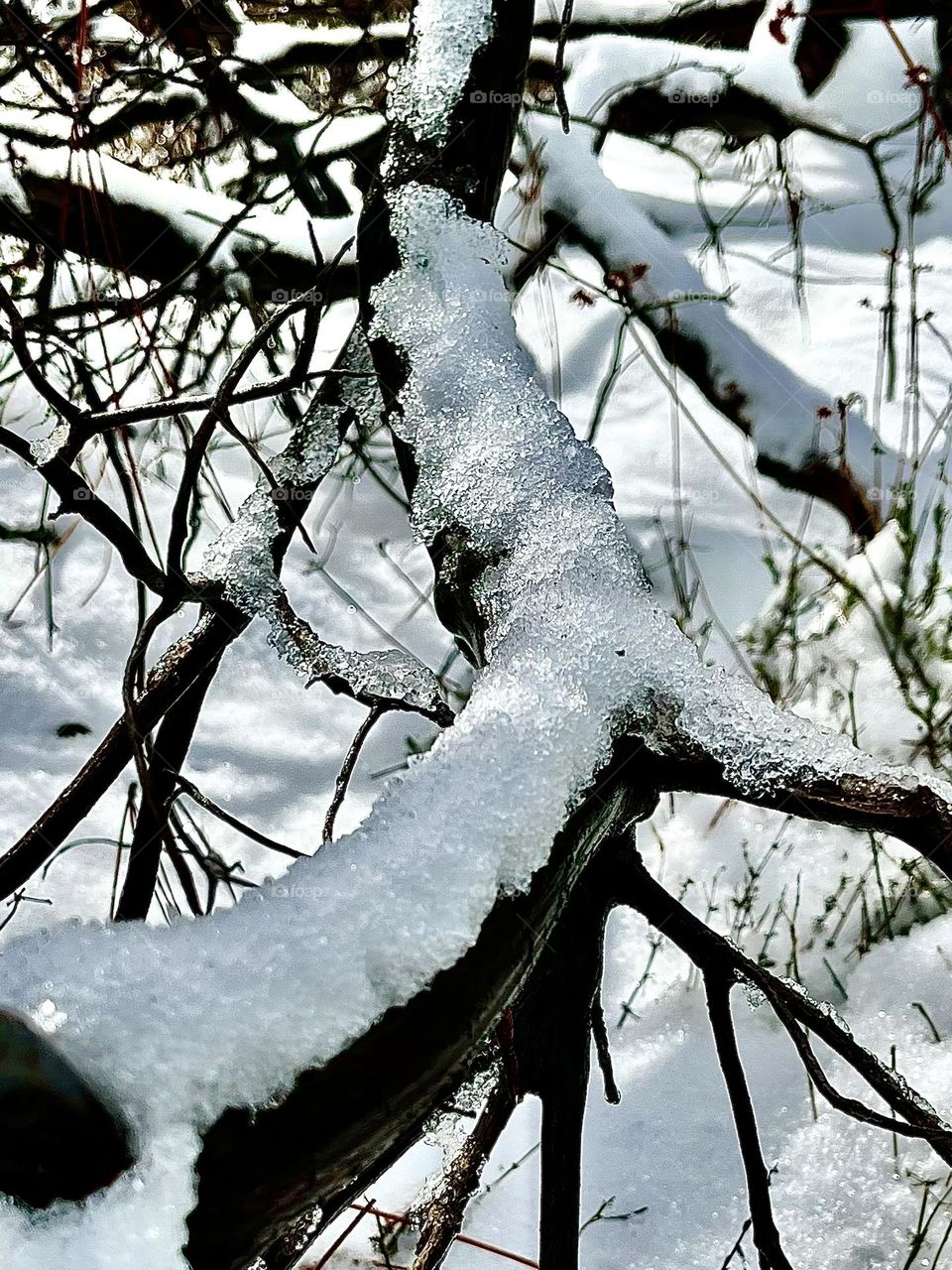 White Snow Covered Branches