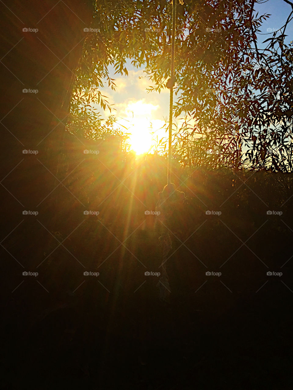 Sunset between  the trees!