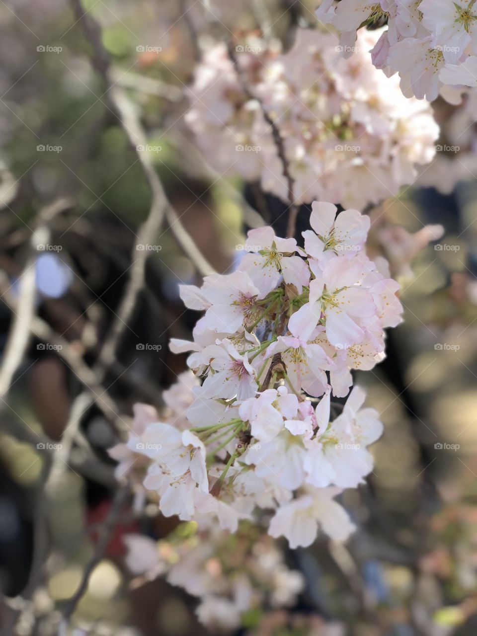 Cherry Blossom in Washington D.C 