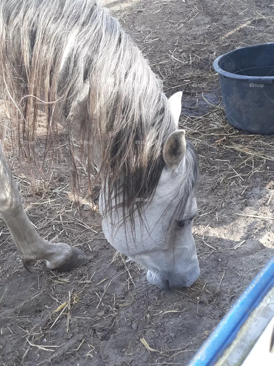 horse head hits the ground