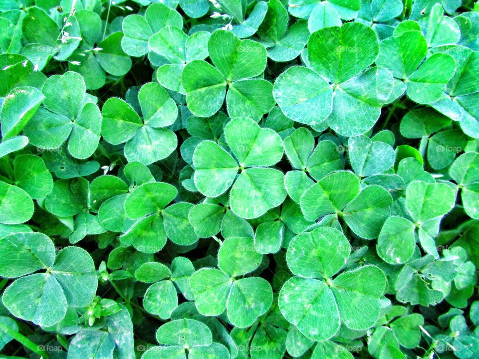 st. Patrick's Day, leaf clover