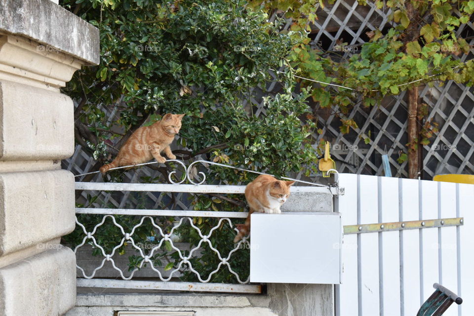 Two cats staring at one thing
