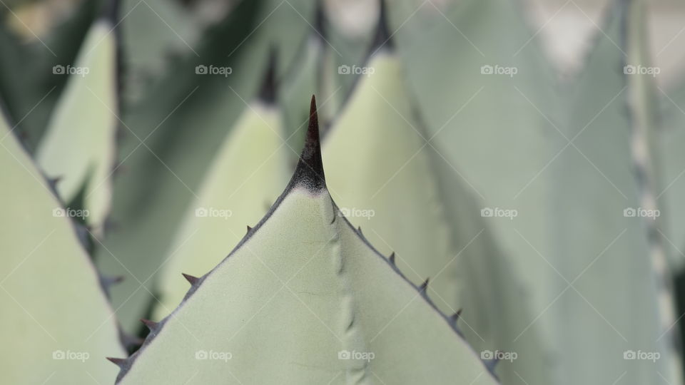 Broad leaves of an agave plant.