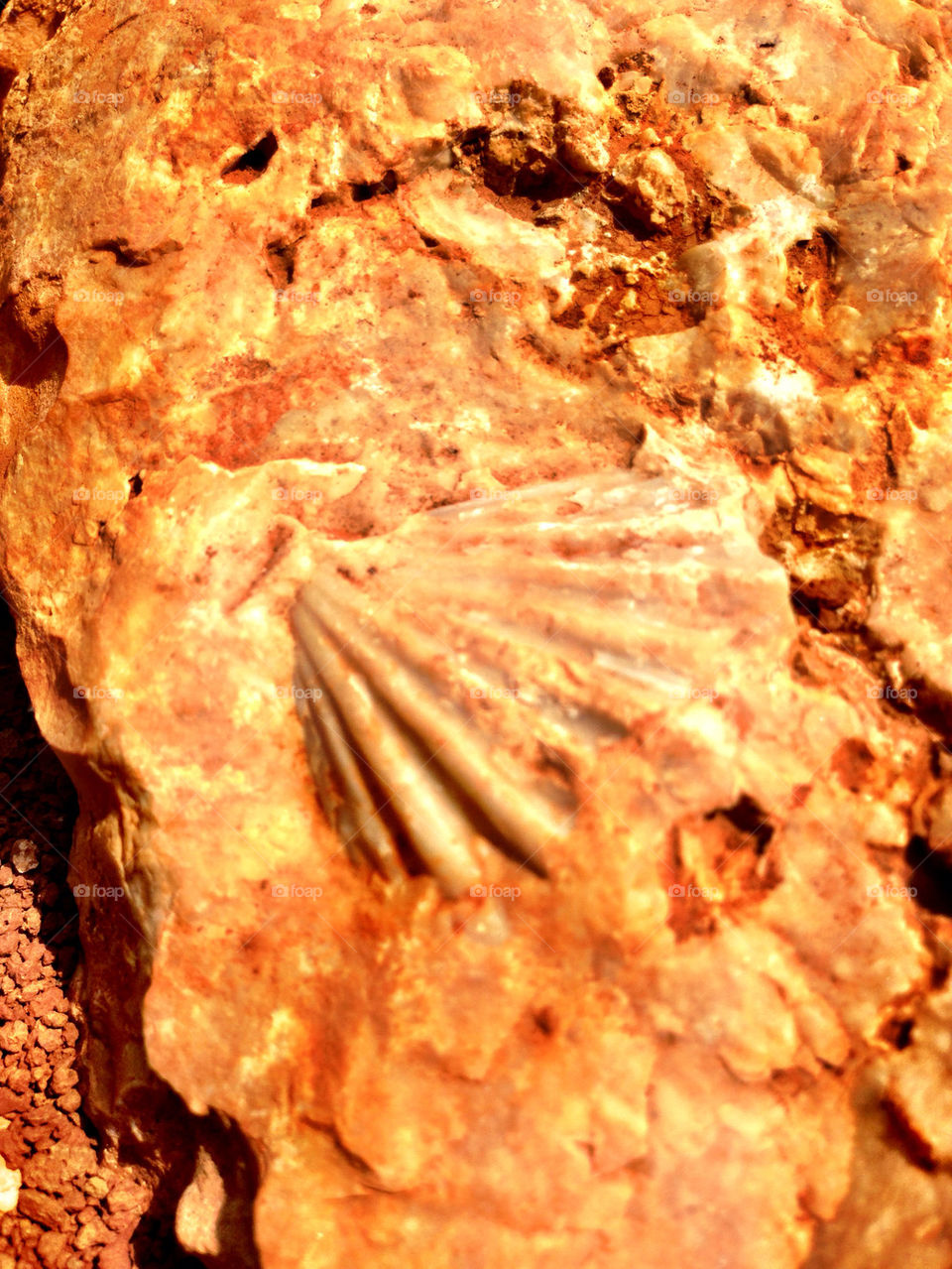 Beautiful fossils