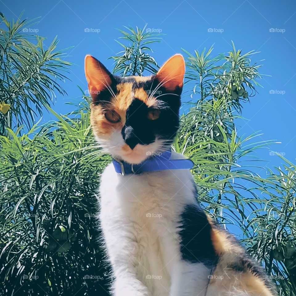 Cat Calicó🐱