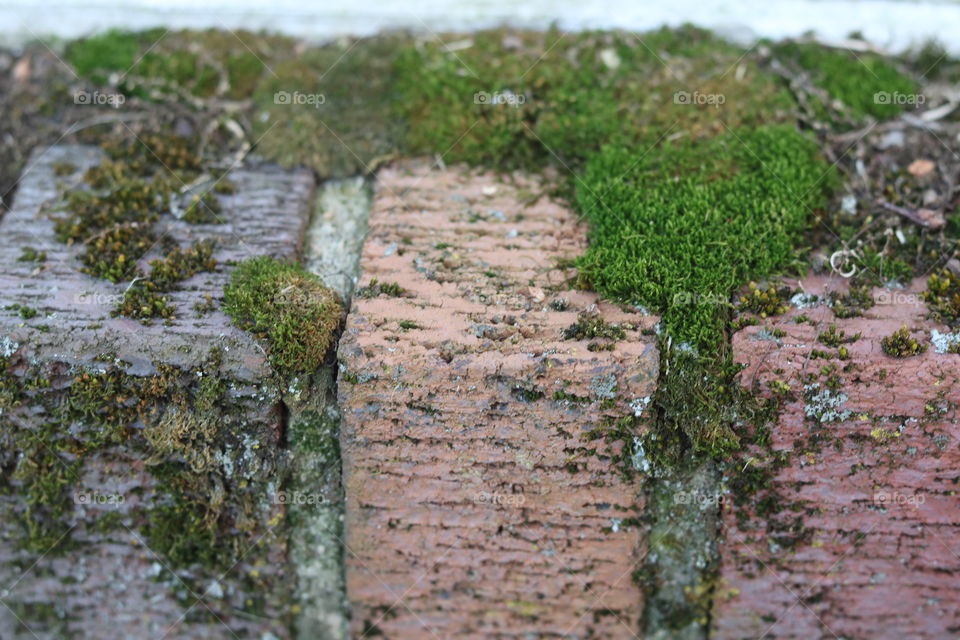 Brick with moss