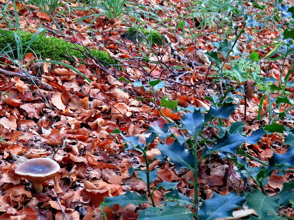 leaves and moss in the wood