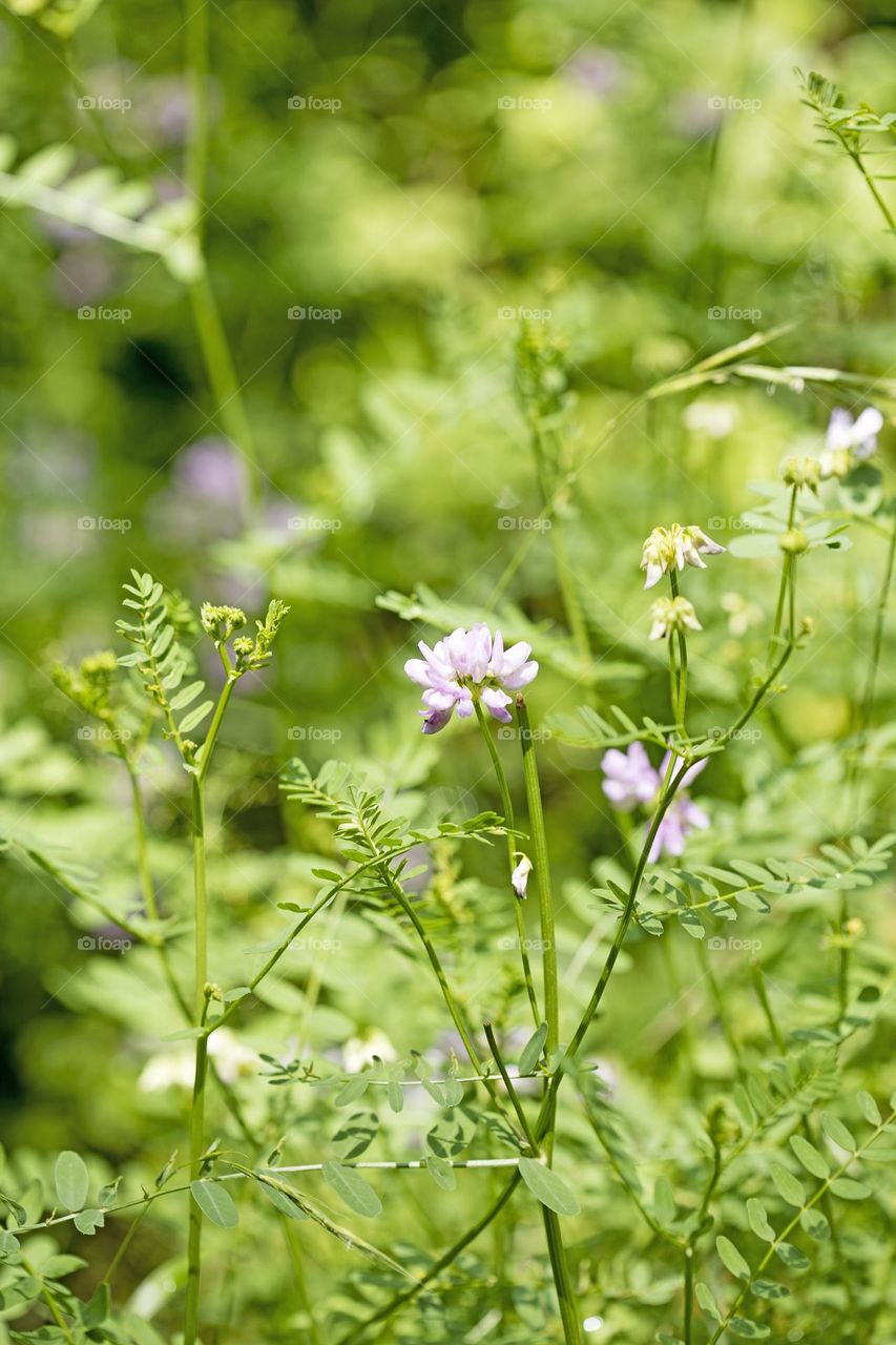 Wild flowers blooming in nature close up background summer feeling traveling with friends amazing wildlife beautiful life