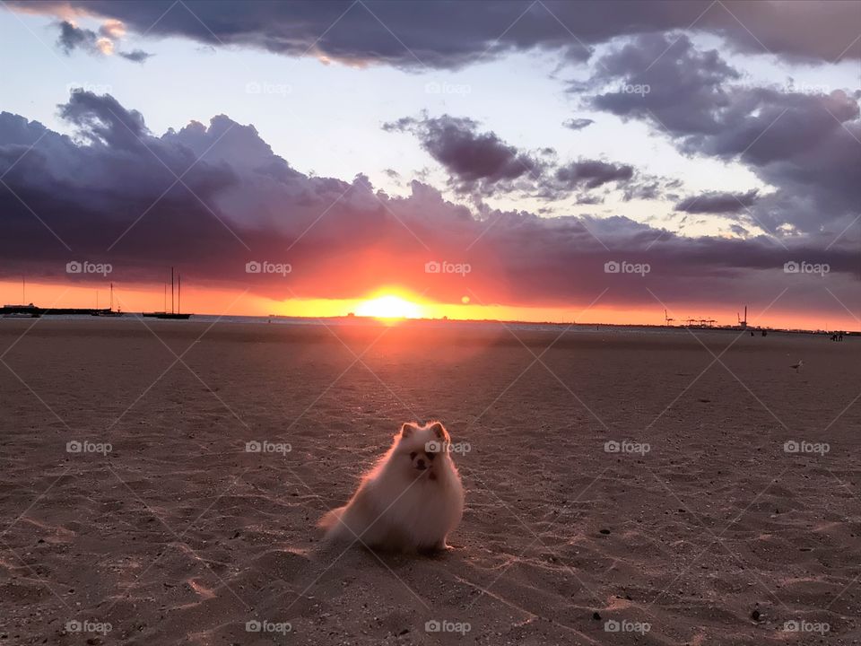 Little Pomerania dog with the image of sunset in the background 
