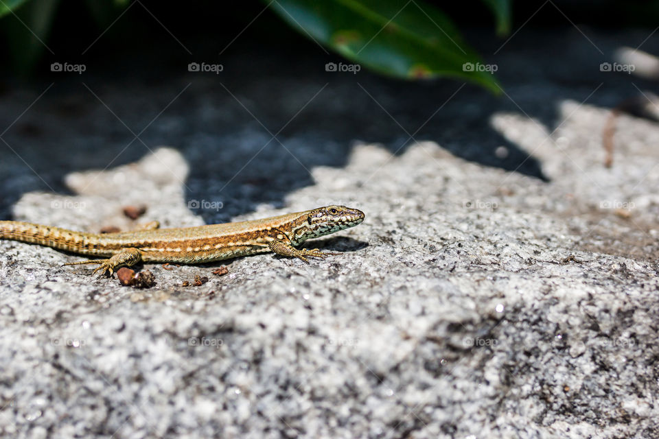 Lizard on the rocks