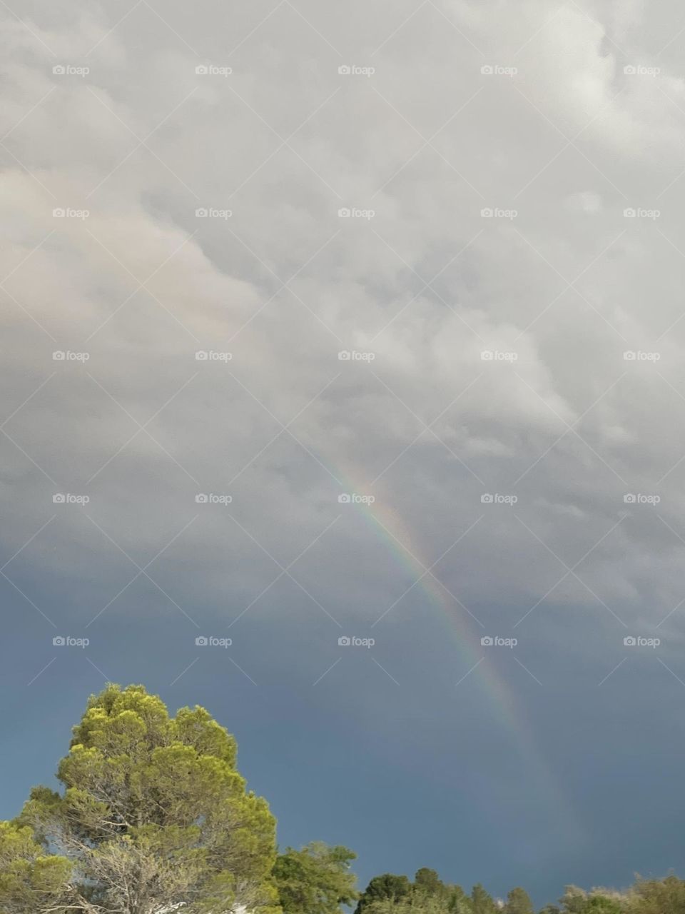 A cloudy sky with a faint rainbow and a pine tree. 