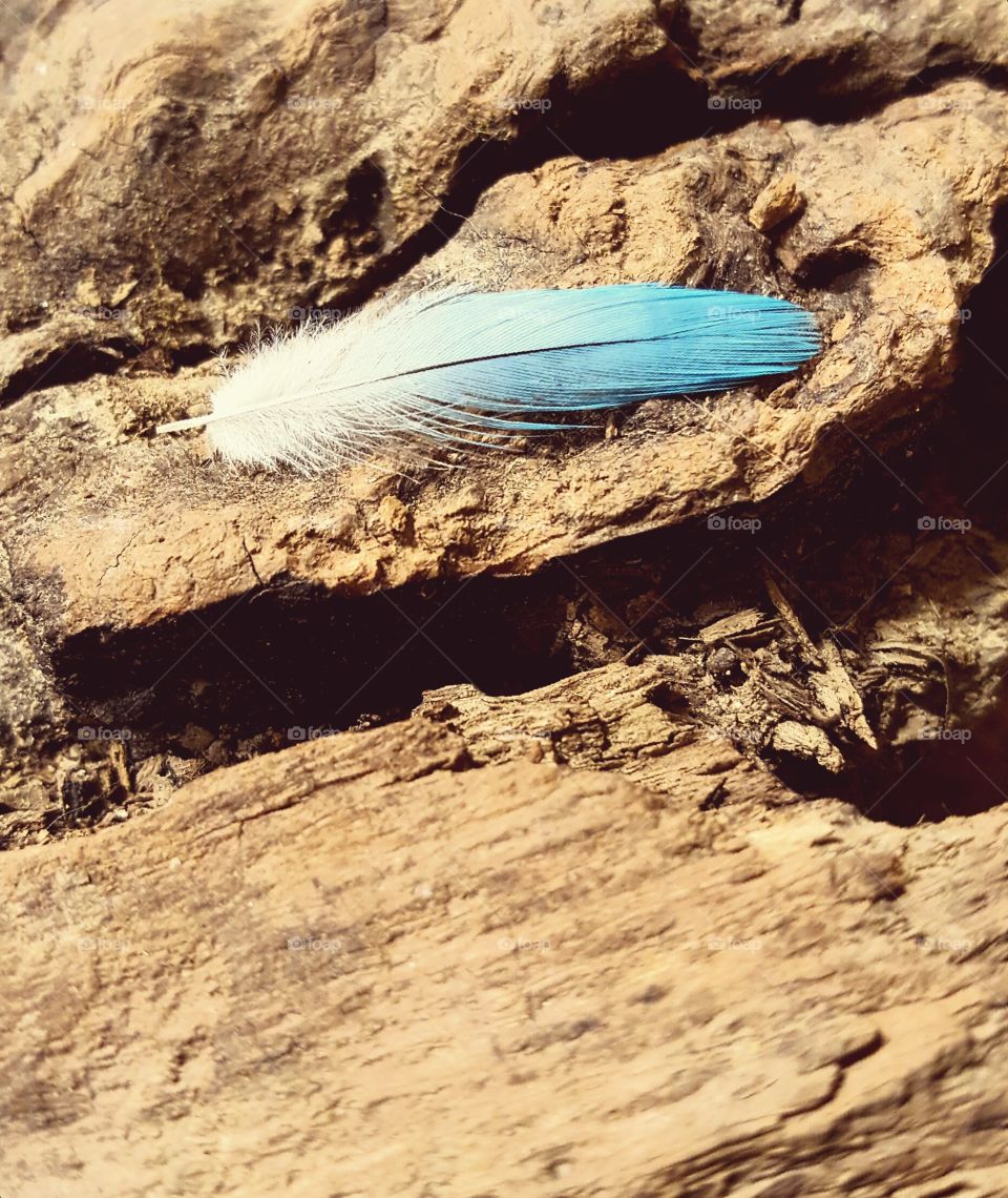 Close-up of blue feather