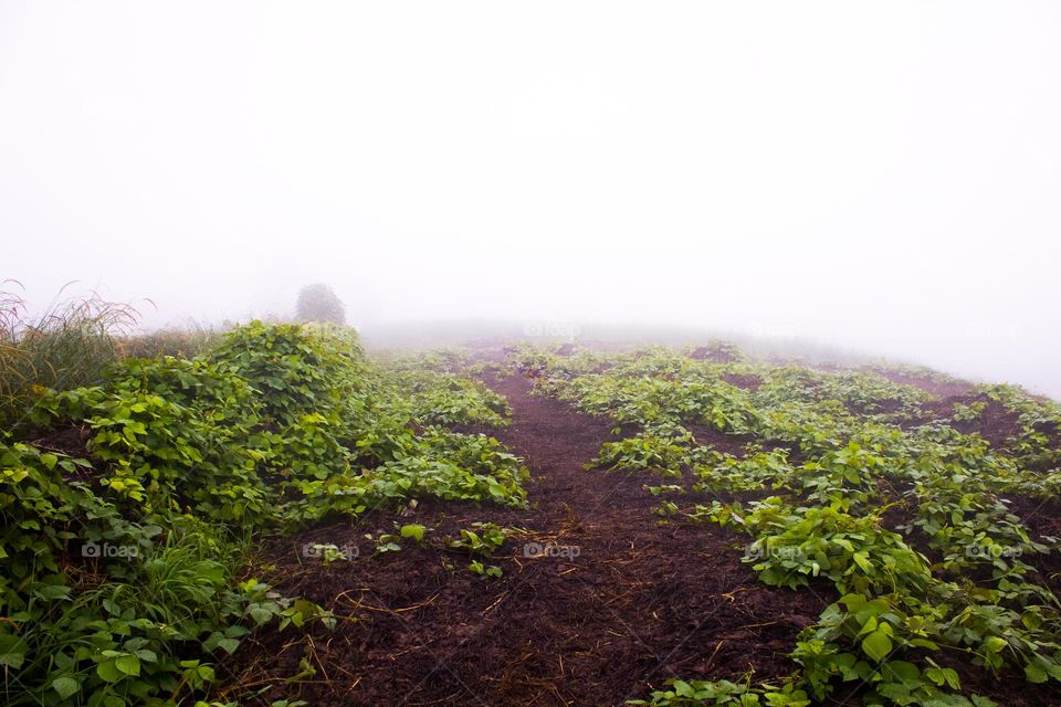 morning view of landscape