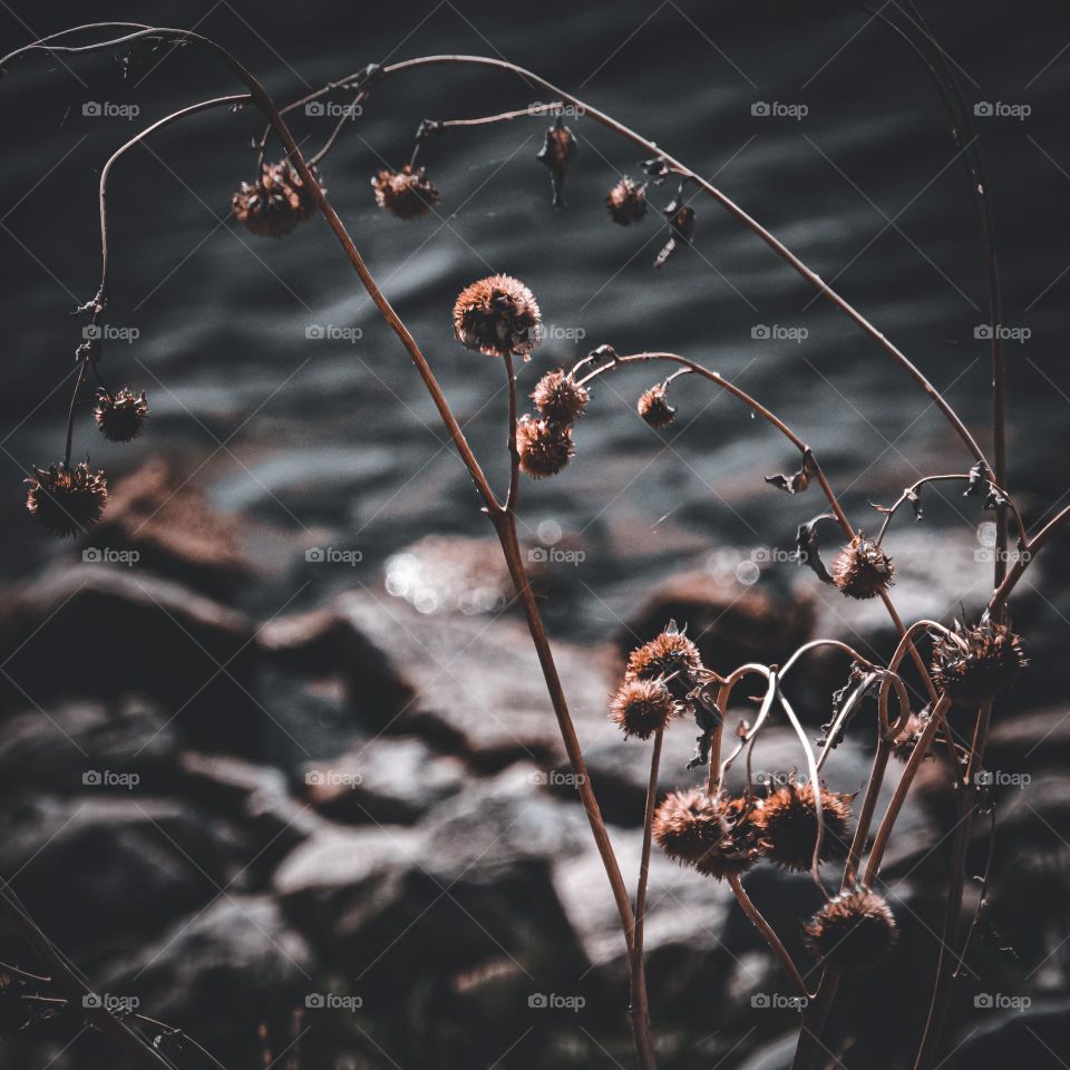 Abstract photo of a withering plant