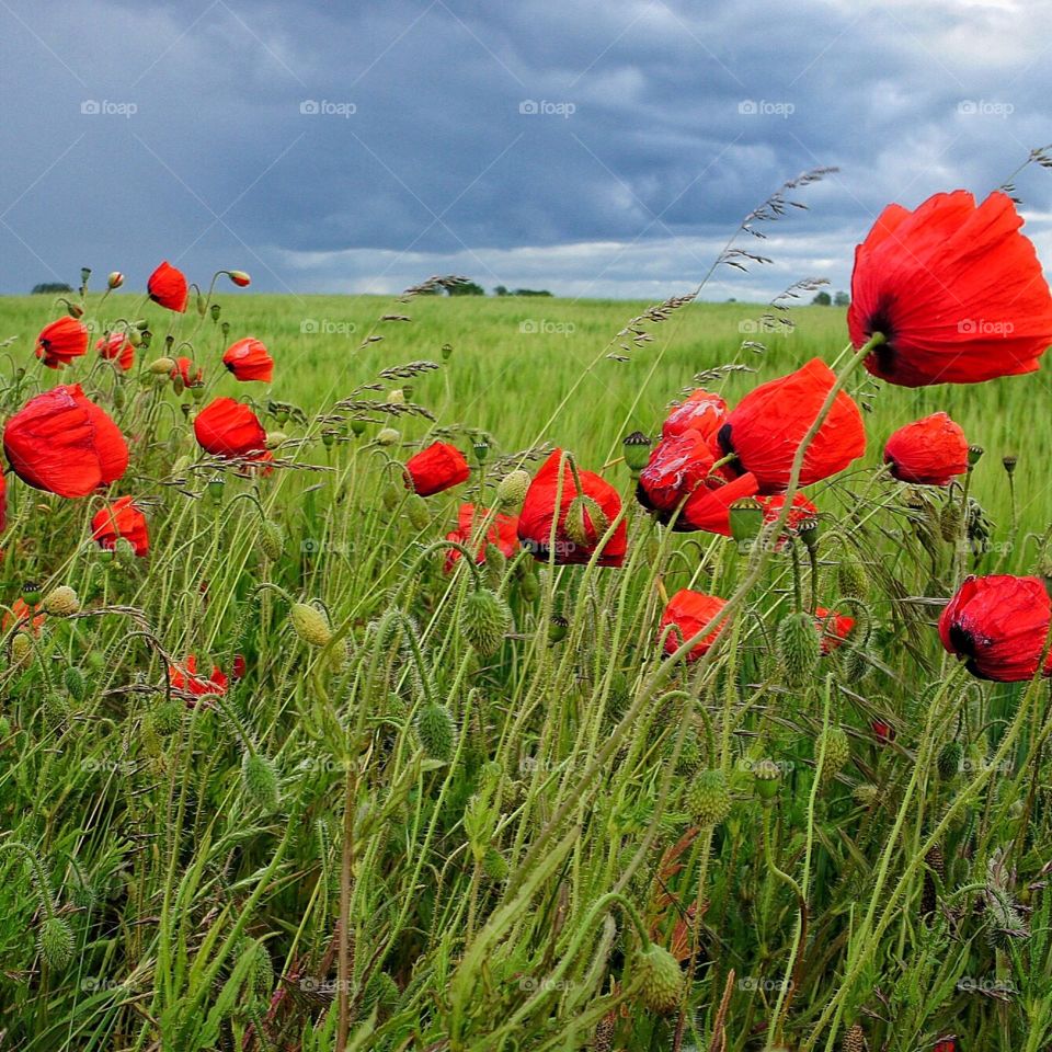 Poppies