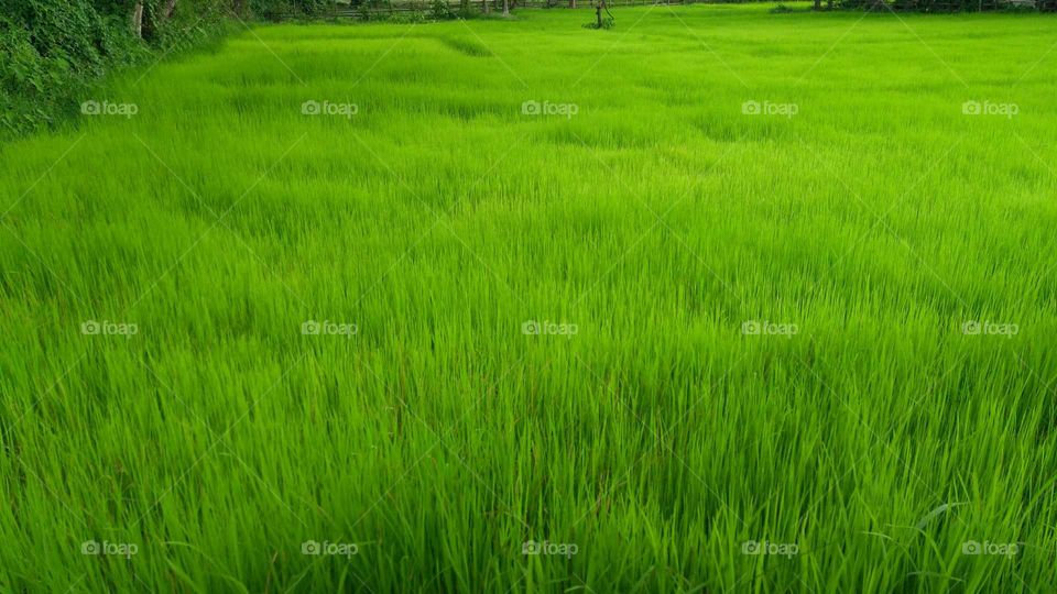 natural green grass