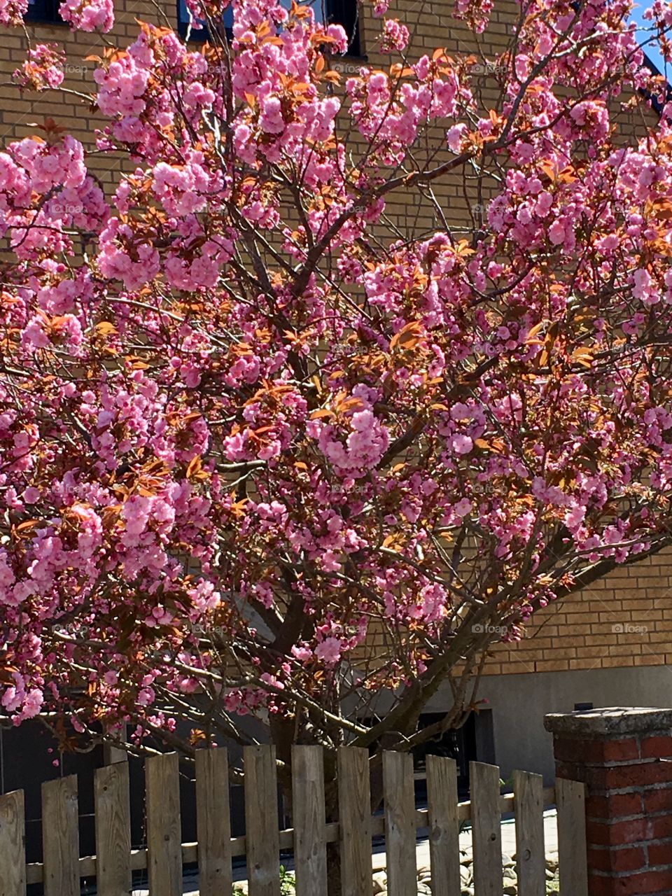 Tree blooming 