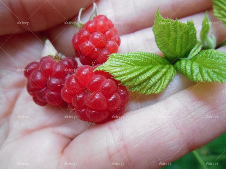 Close-up of a person holding raspberries