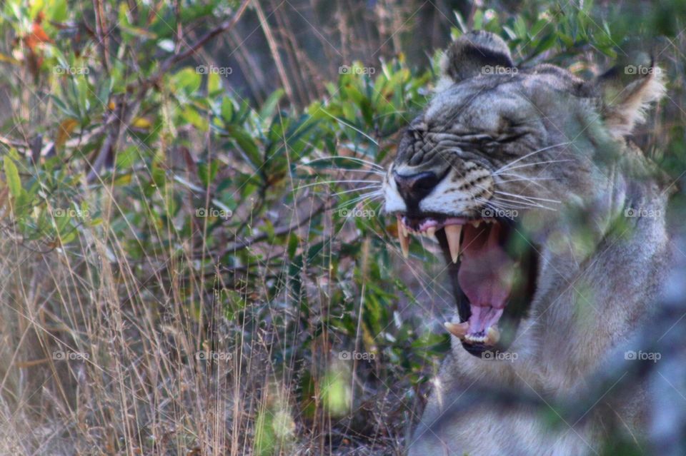 Roaring lion in kruger national park