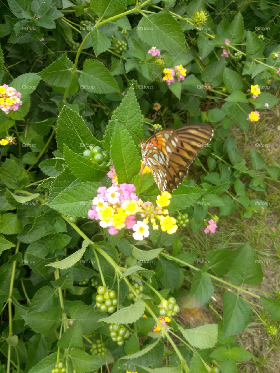 beautiful butterfly on a beautiful lantana