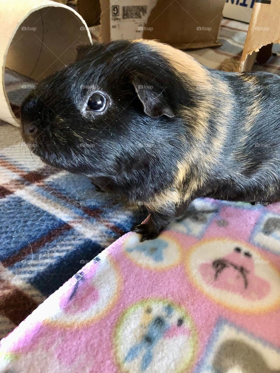 Rocky little boy Guinea pig 🐾