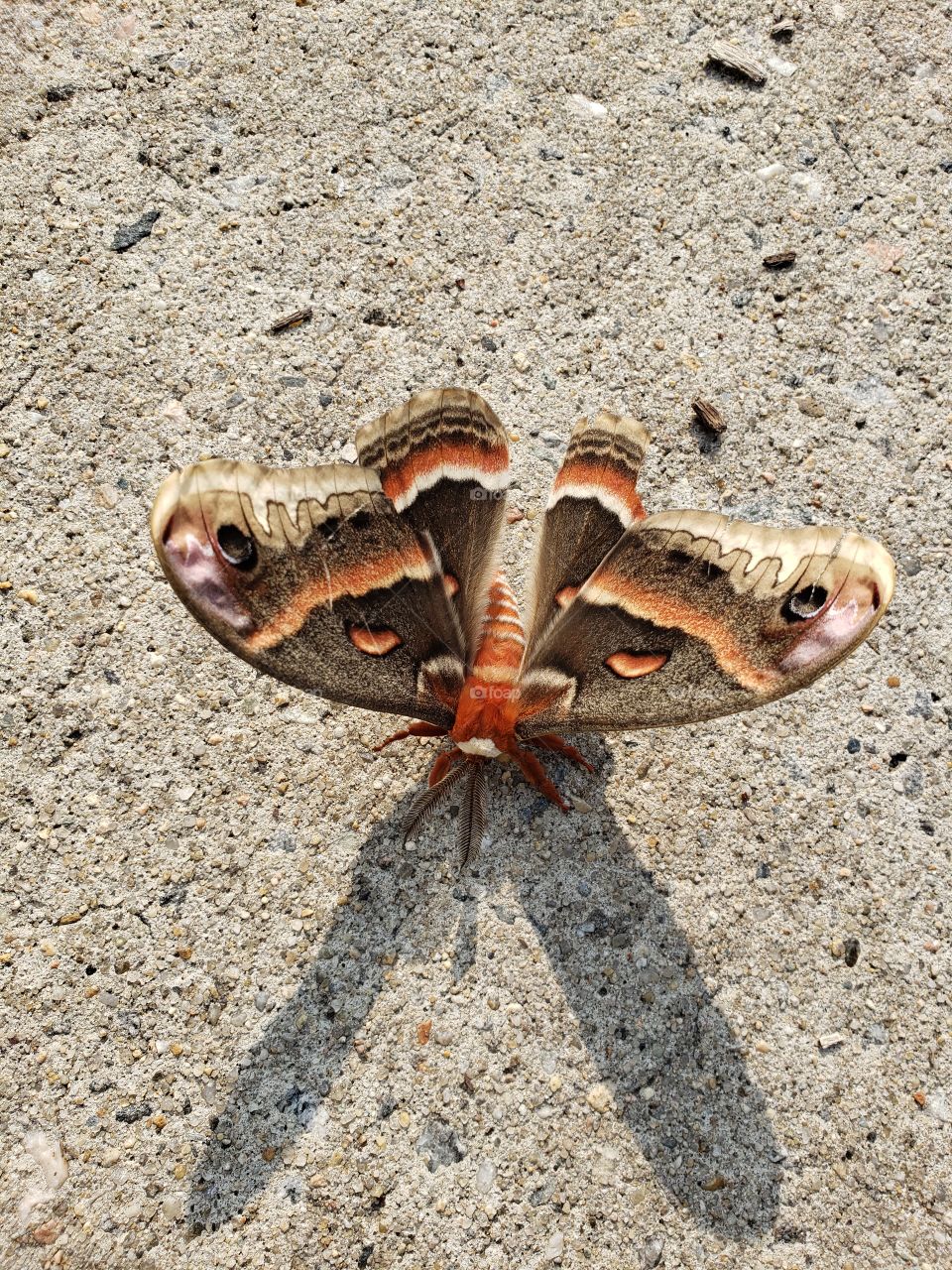 Beautifully patterned moth on concrete
