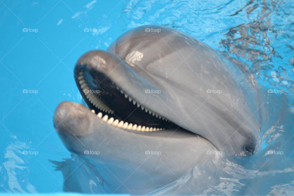 Dolphin