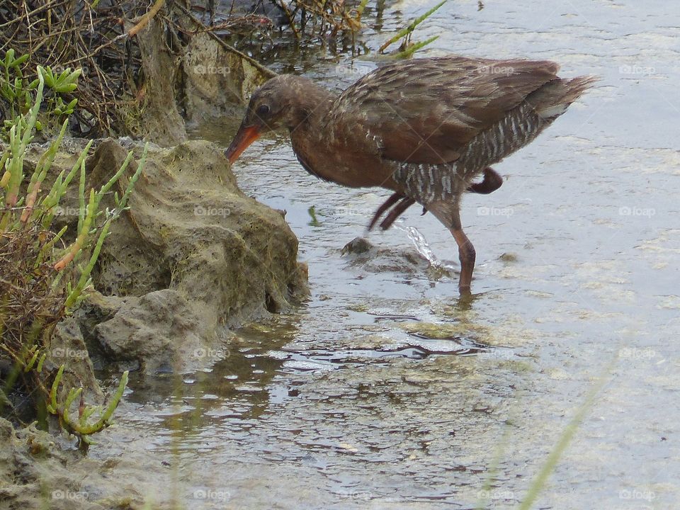 California clapper rail 