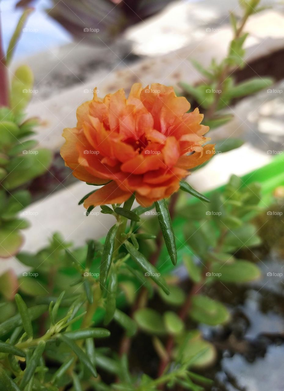 orange flower