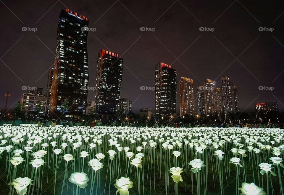 The city of incheon full of illuminated ledlight roses looks astonishing at night time.