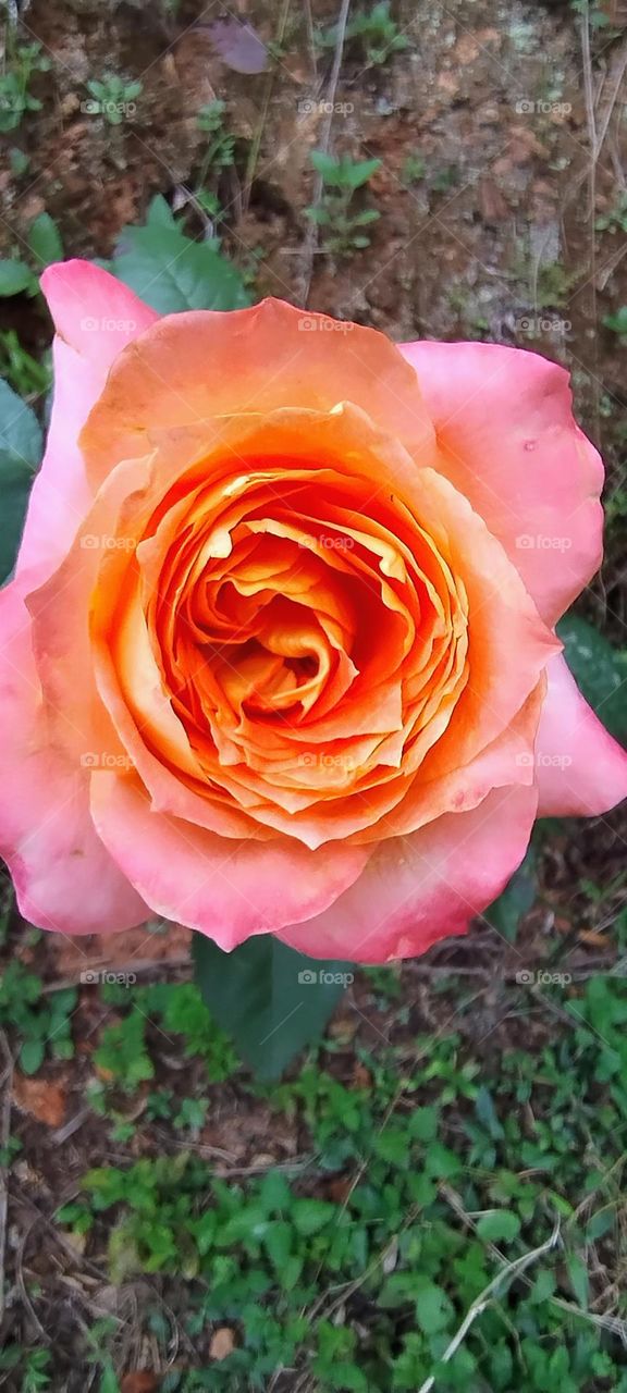 roses beautiful roses colorful green buds and animals