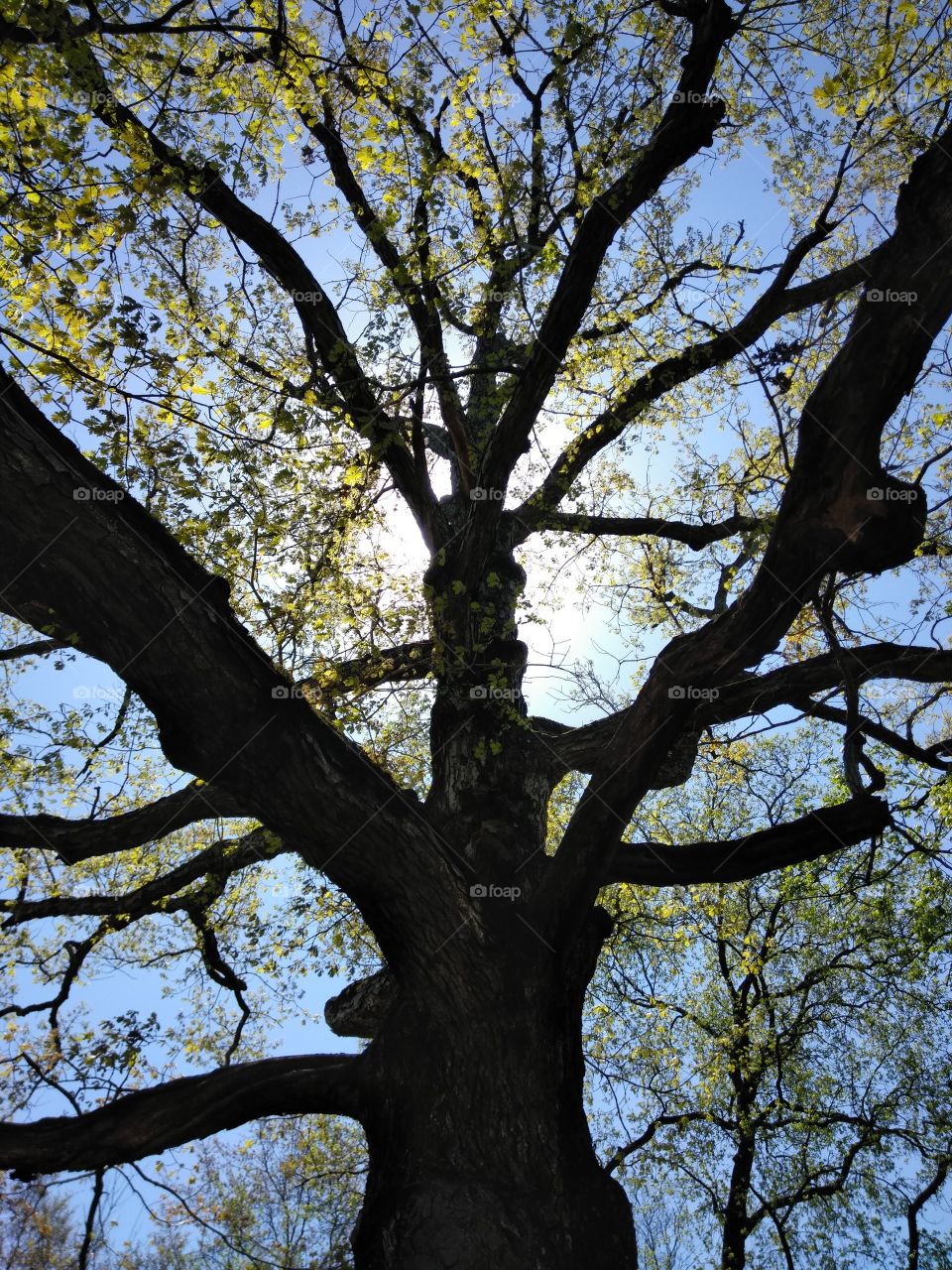 Ancient oak tree with morning sunshine, SkyView.