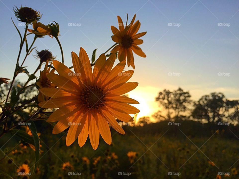 Oklahoma dusk. Yellow flowers in field at dusk