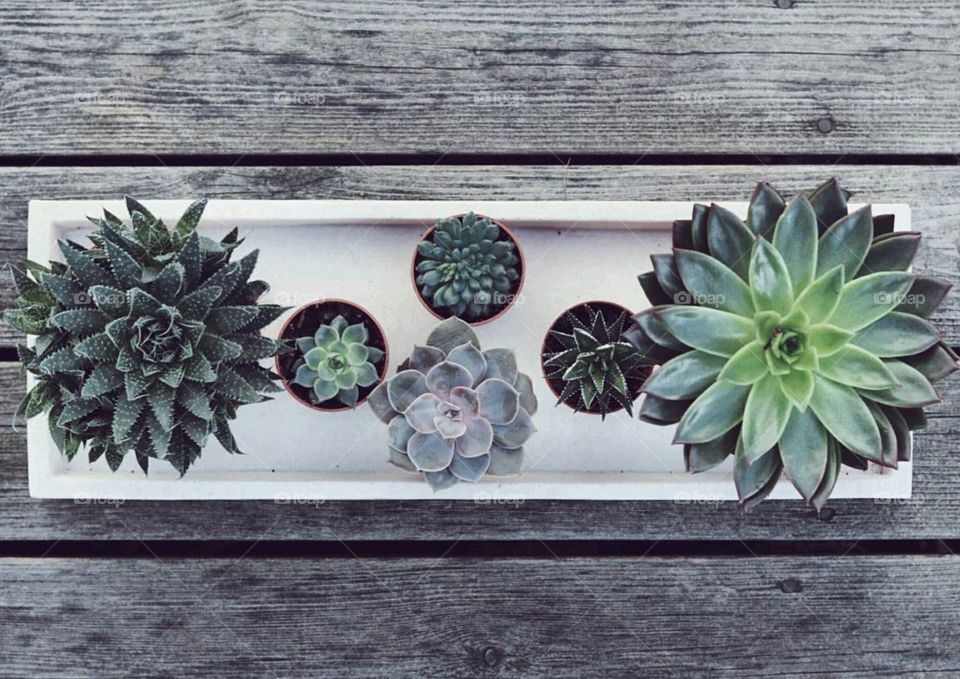 Succulents family