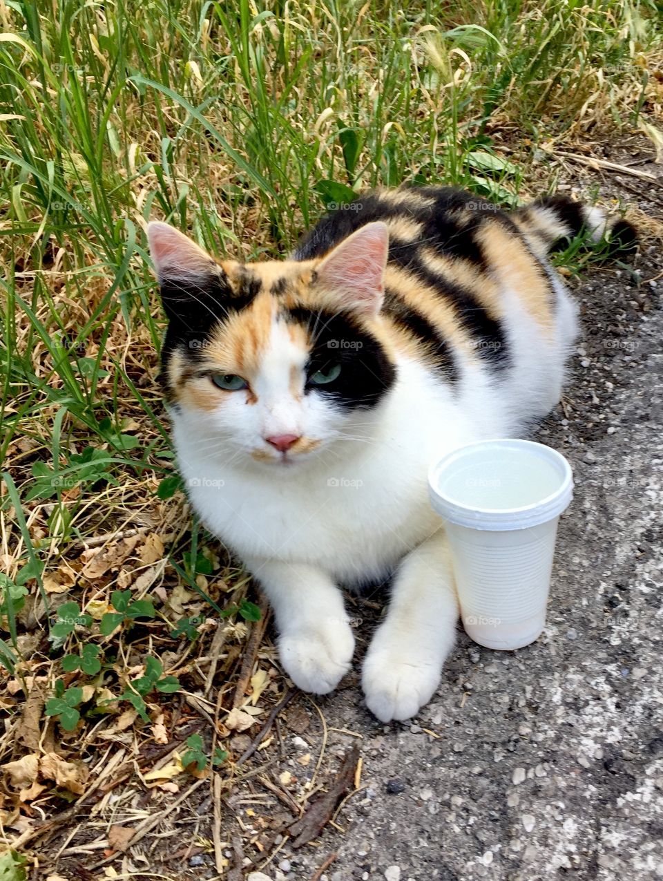On a hot day keep your cat hydrated!