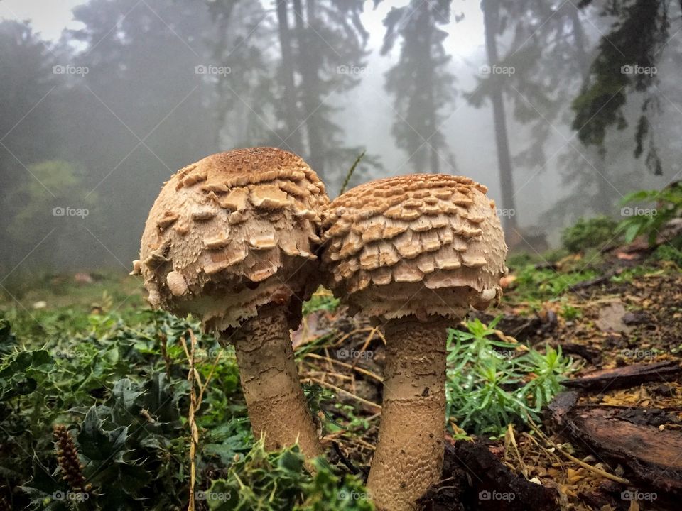 Mushrooms growing in forest during foggy weather