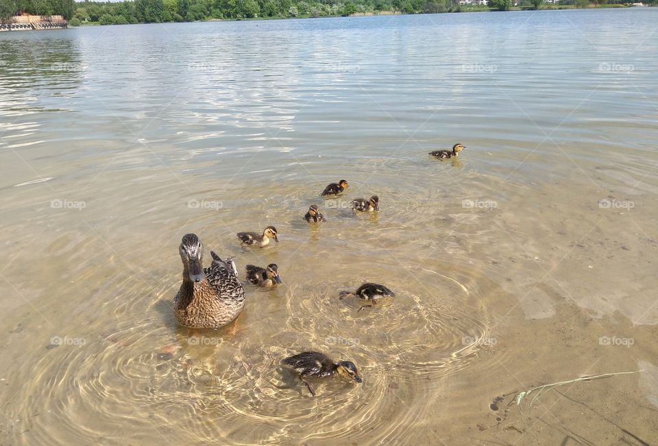 duck and ducklings on a lake spring time