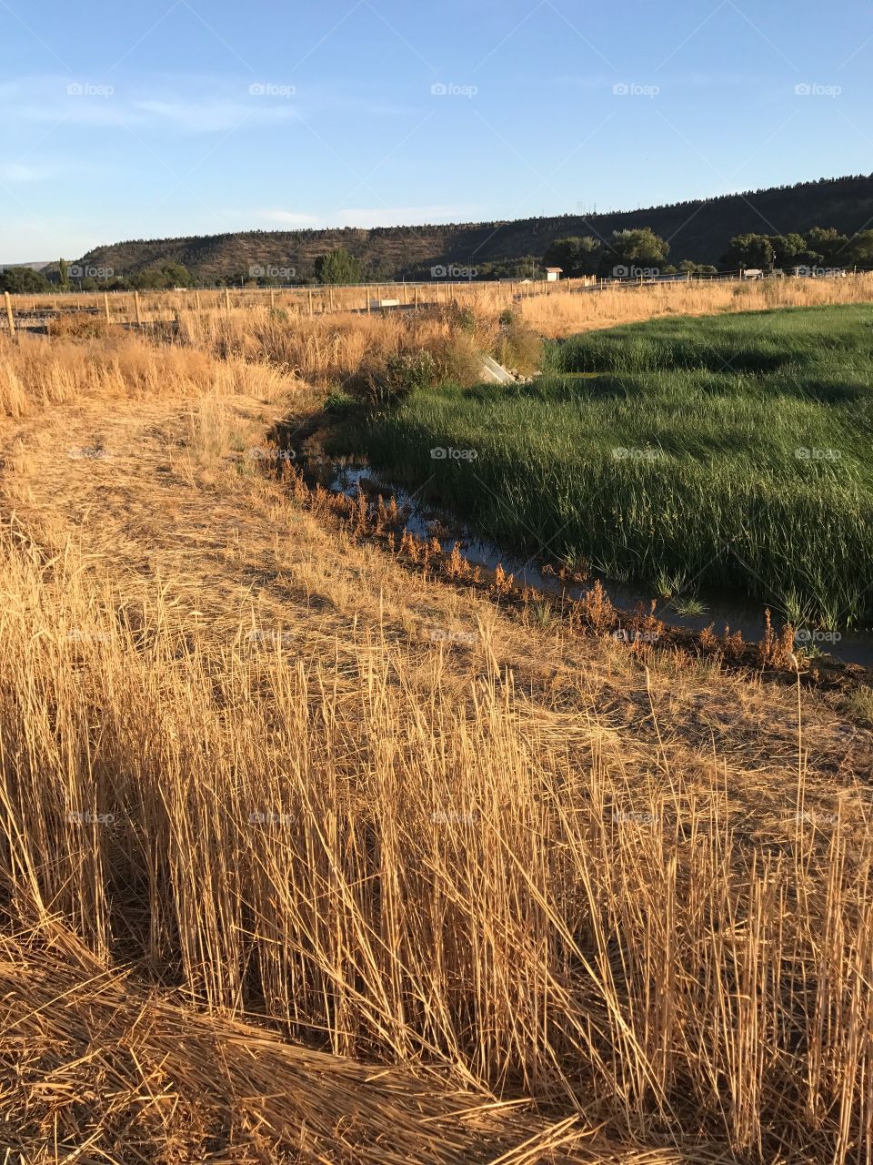 A lush green field surrounded by an irrigation ditch in the Crook County countryside in Central Oregon on a sunny fall evening. 