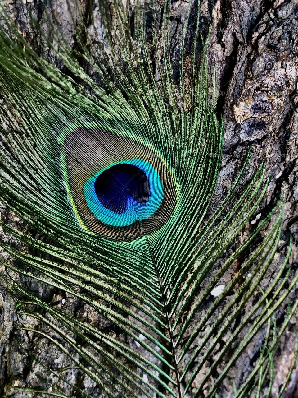 Feather beauty of peacock