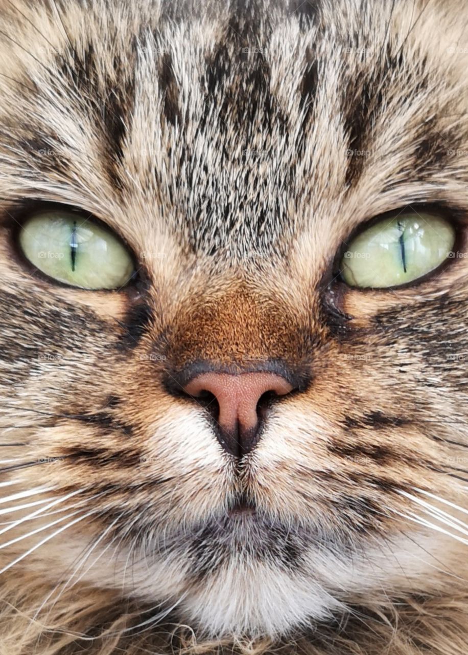 Stunning facial close up of a brown tabby Maine coon cat with beautiful big green curious eyes 
