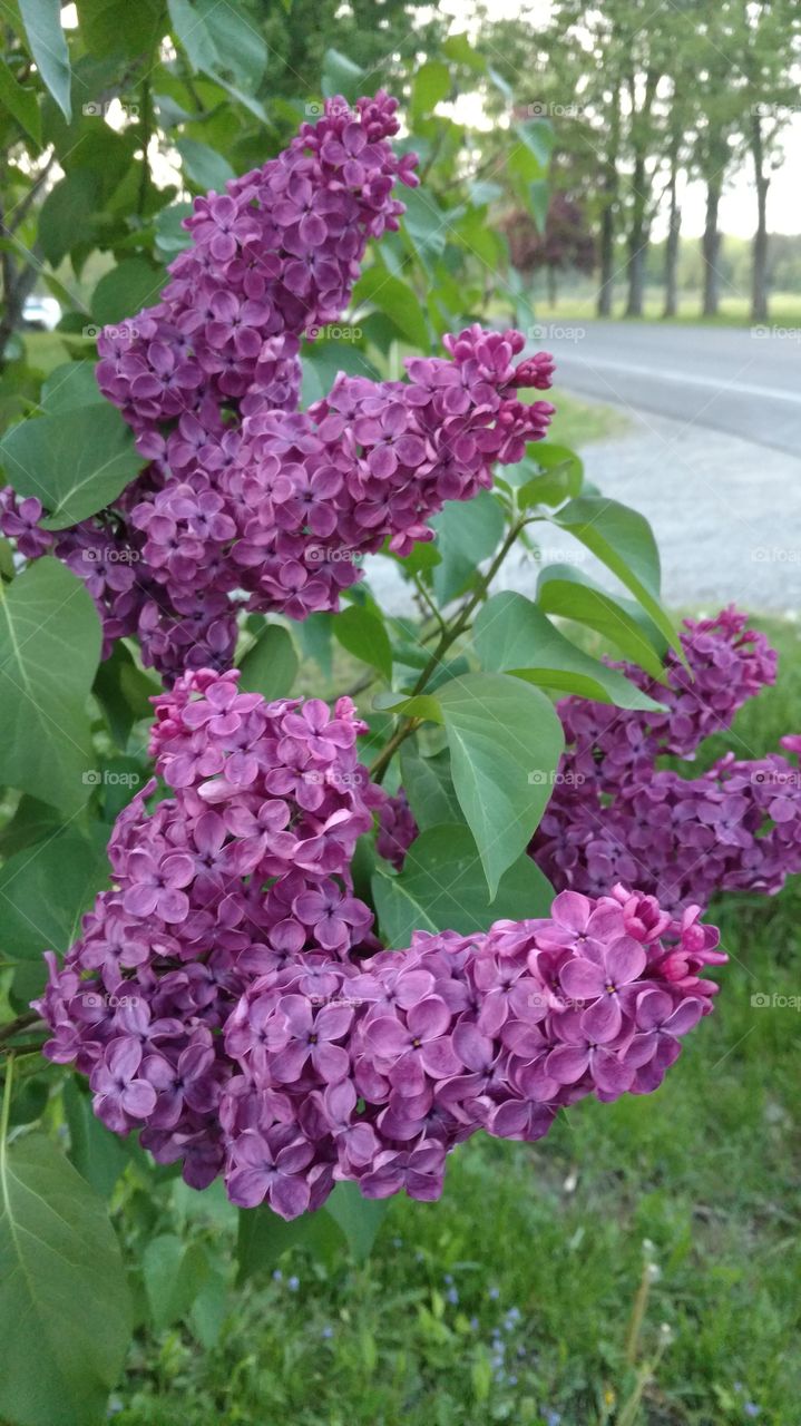 Lilac's in bloom