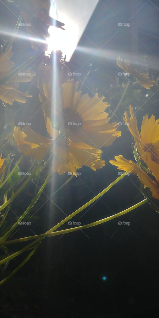 sunlight through flowers